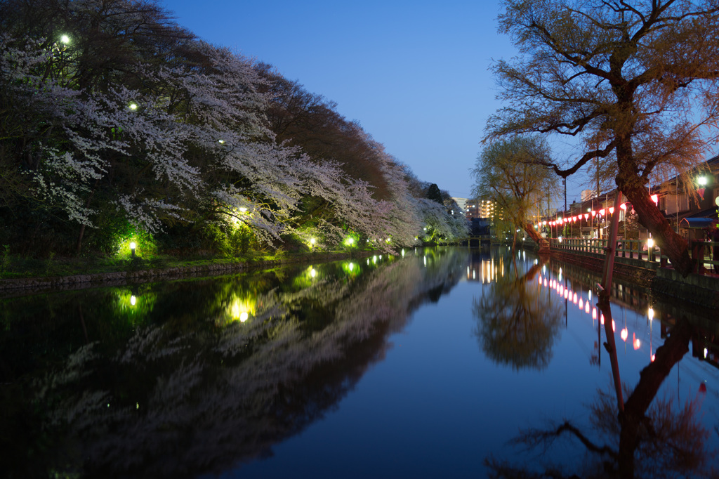 お堀の桜