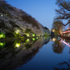 お堀の桜