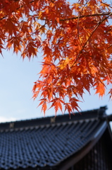 寺ともみじ