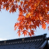 寺ともみじ
