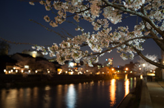 桜夜景