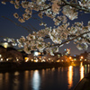 桜夜景