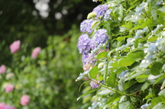 雨の馬見丘陵公園2