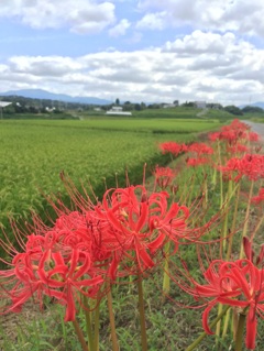 帰り道