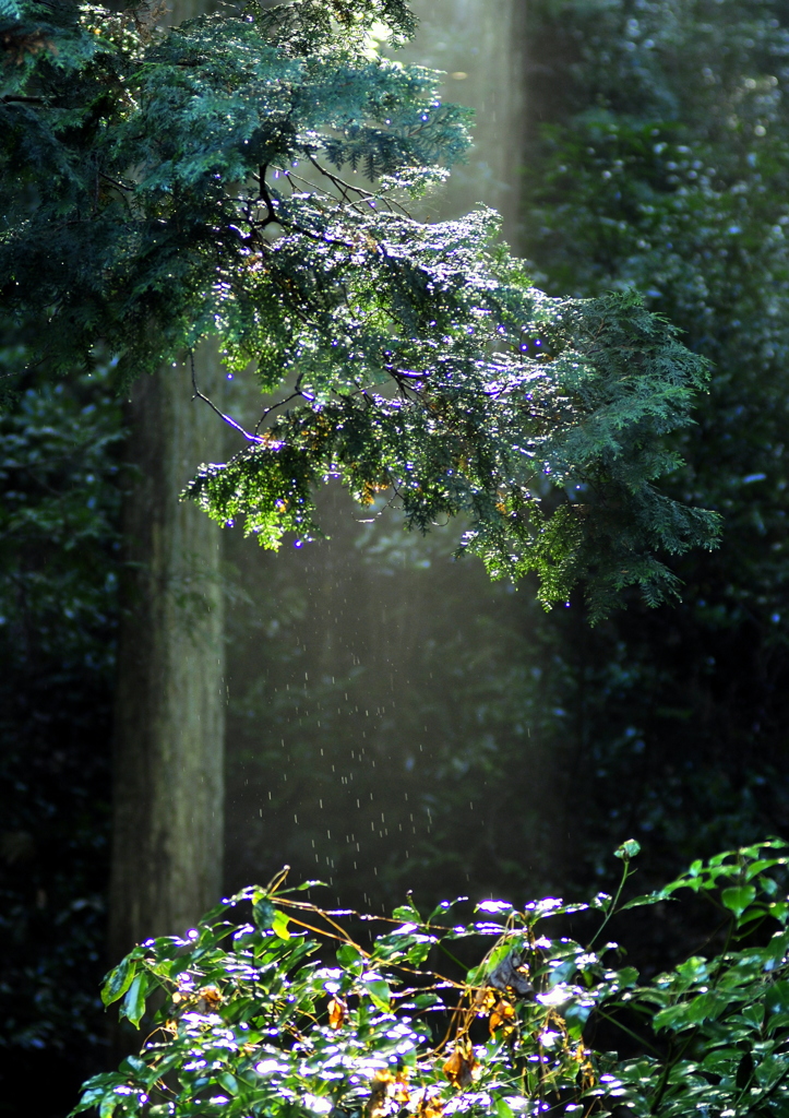 光の下に垂れる雨水