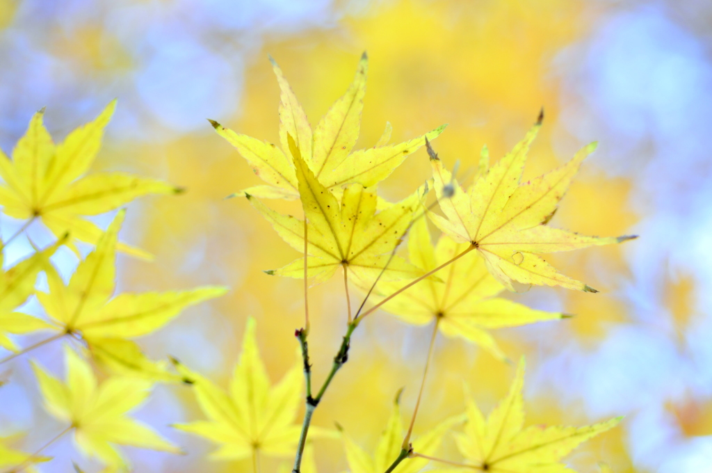 福岡市植物園　紅葉　その3