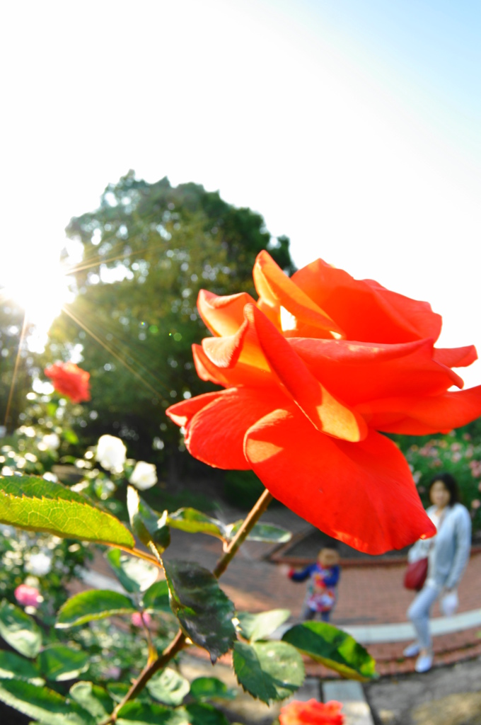 薔薇と四男とパートナーと