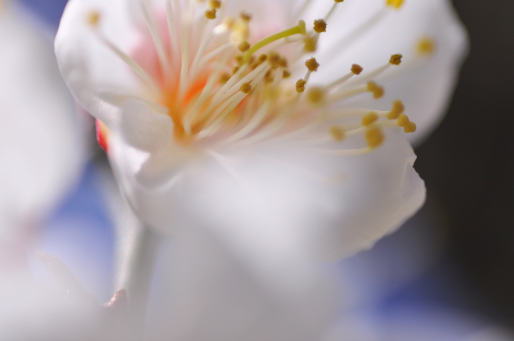 White-plum-blossoms