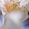 White-plum-blossoms