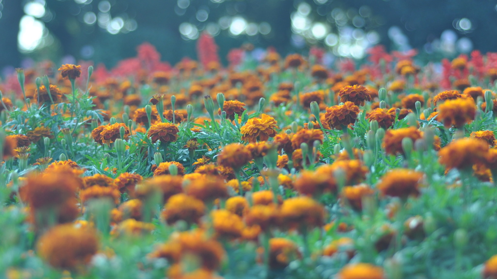 秋の福岡市植物園