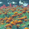 秋の福岡市植物園