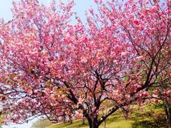 満開の八重桜