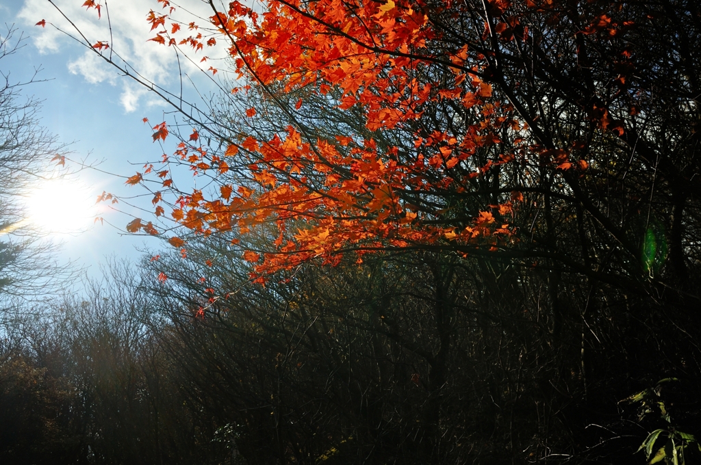 紅葉太陽に浴びて