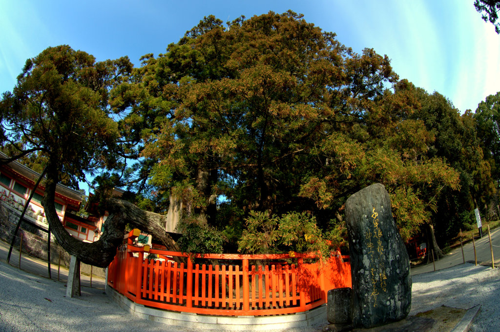 香椎宮御神木「綾杉」　全景