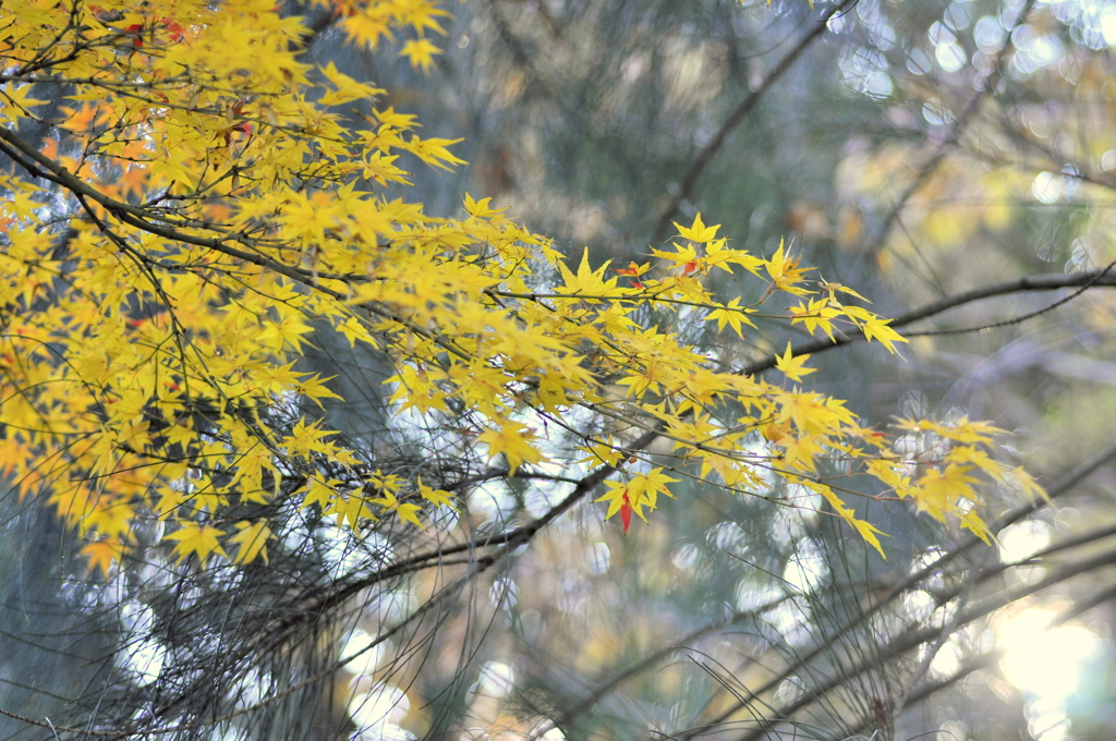 福岡市植物園　紅葉　その2