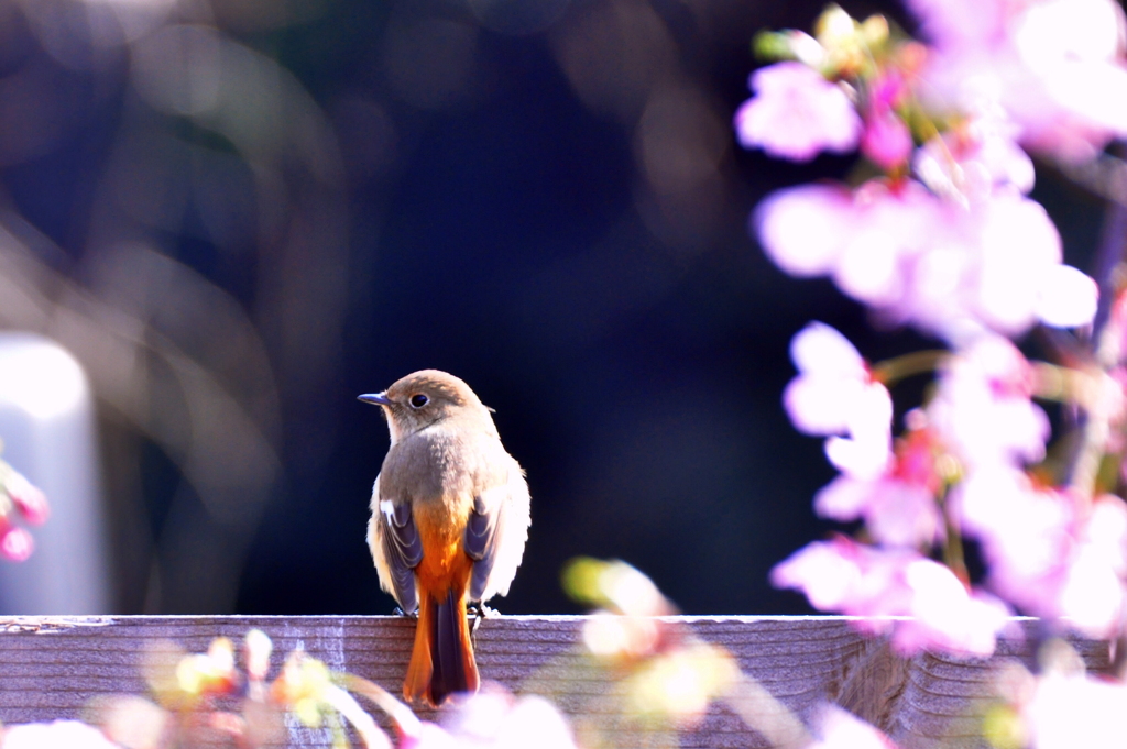 桜のジョー