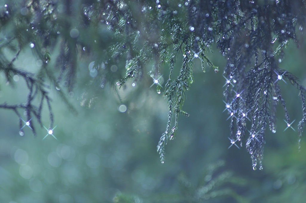 雨の次の日