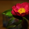 造花のように