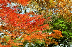 福岡市植物園　紅葉　その1