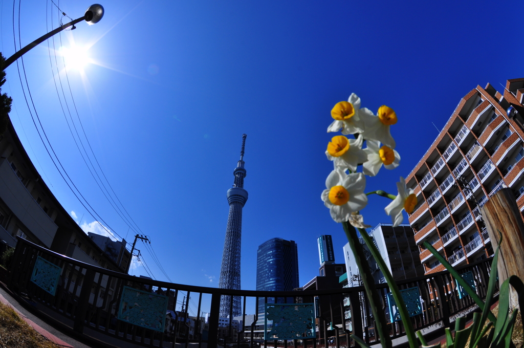 水仙とスカイツリー