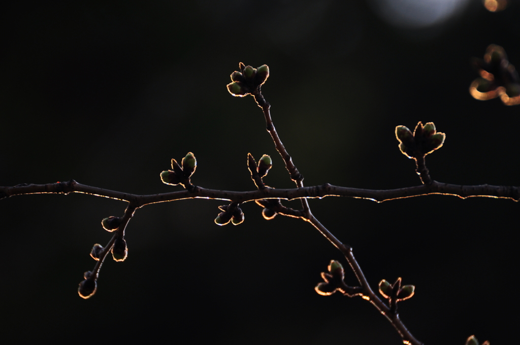桜の蕾のシルエット