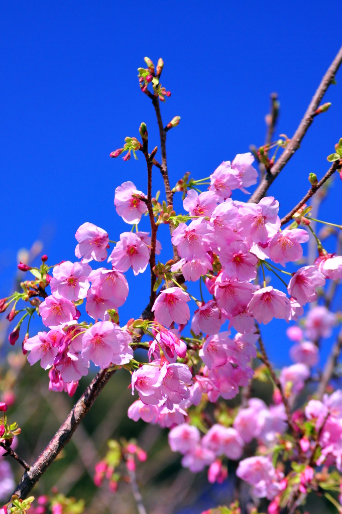 初桜