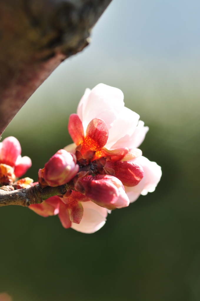 開花目指して太陽に向かい