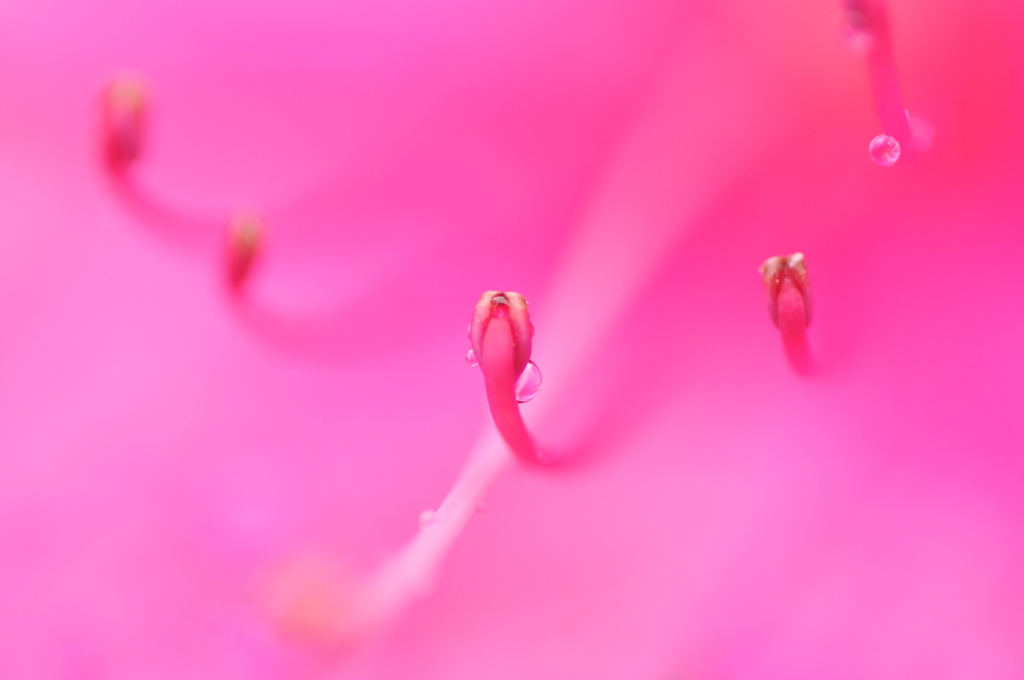 雨に咲くつつじ