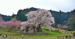 又兵衛桜