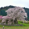 又兵衛桜