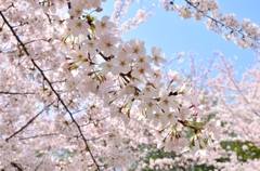 桜