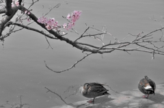 桜と鴨