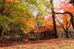 Harmony of Autumn