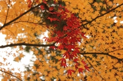 Red in Yellow