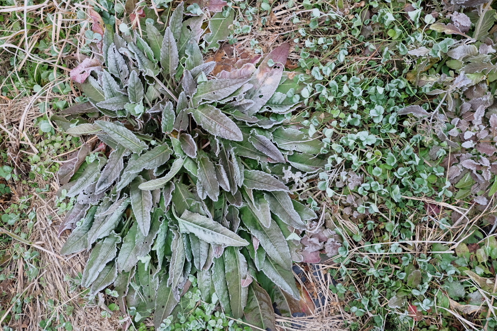 4℃