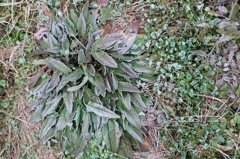 4℃