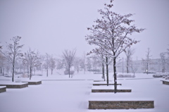 雪の公園