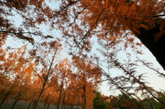 amber time