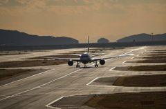 オレンジを集めて