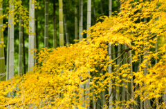 常寂光寺～紅葉竹～