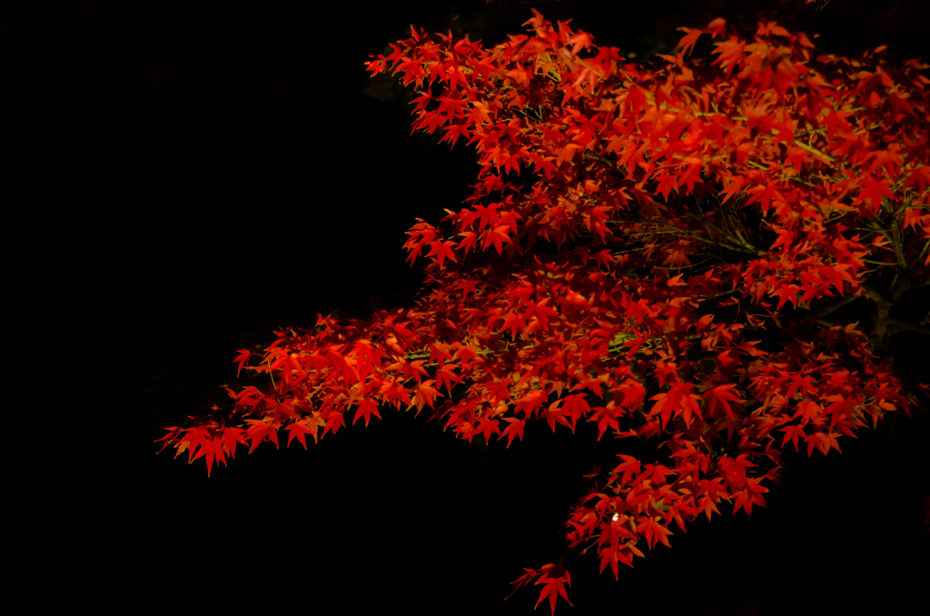 漆黒に紅