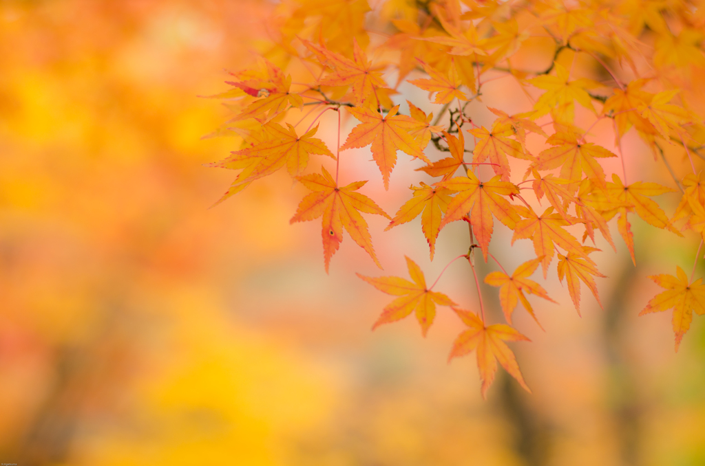 東福寺～淡く黄色く～