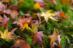 東福寺にて～苔と紅葉～