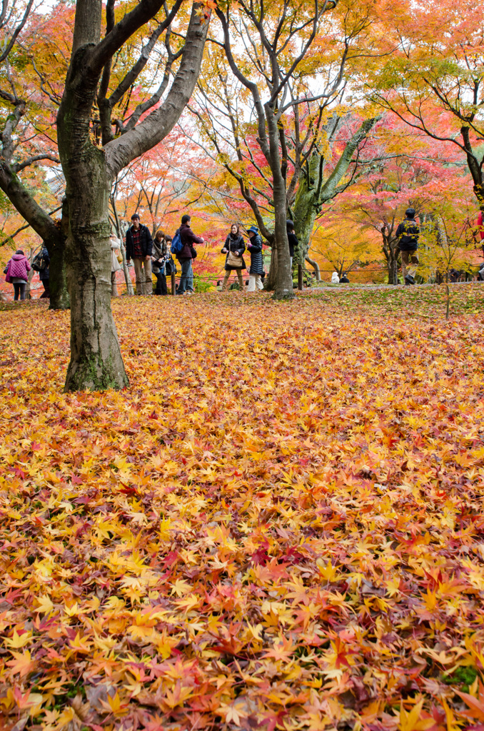 紅葉絨毯