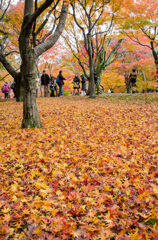 紅葉絨毯