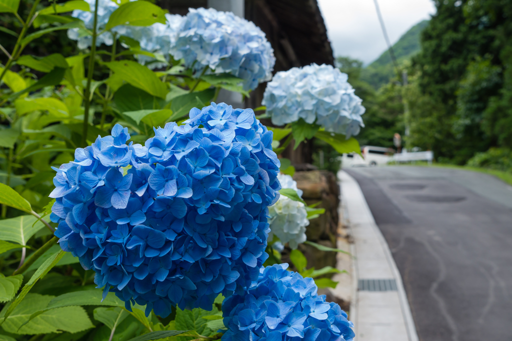 濃淡