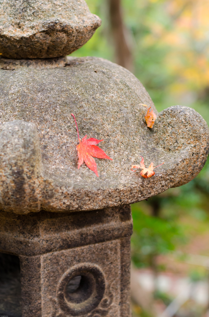 常寂光寺～灯篭と紅葉～
