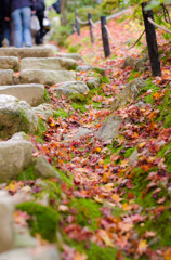 常寂光寺～石段と紅葉～