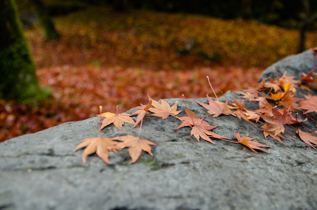 東福寺～岩と紅葉～