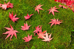 常寂光寺～苔と紅葉～